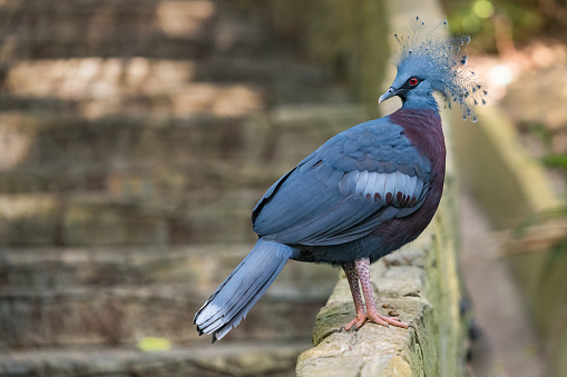 Victoria crowned pigeon perching on edge of the  wall looking into a distance