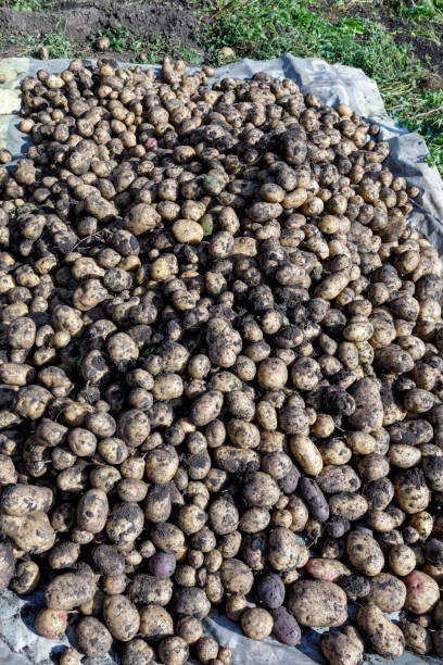 istock Newly harvested potatoes in ground 1336841675