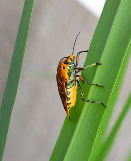 Beautiful shield-bugs. taken at shimizu japan.