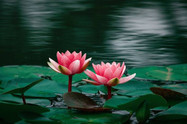 istock Pink water lily, lotus stem and leaves 1336842659