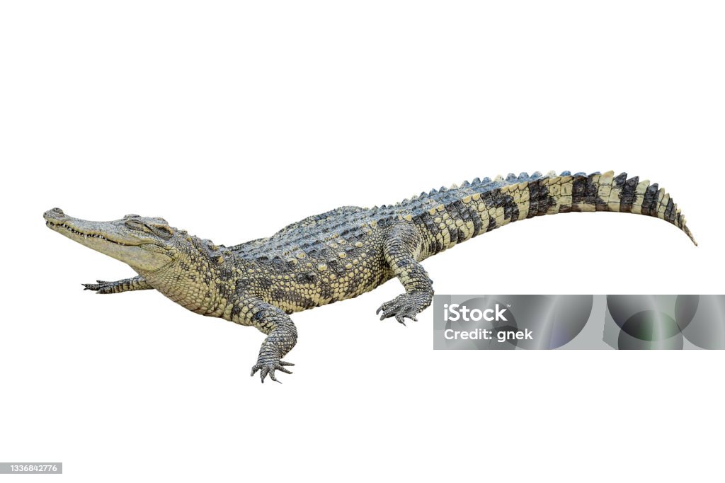Thai crocodile isolated on white background with clipping path Alligator Stock Photo