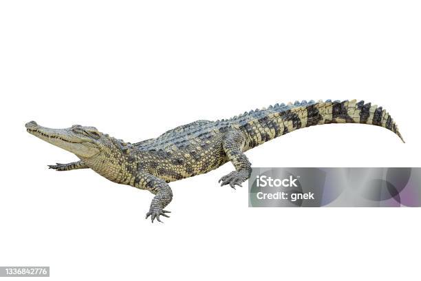 Thai Crocodile Isolated On White Background With Clipping Path Stock Photo - Download Image Now