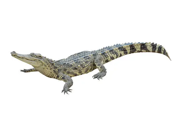 Photo of Thai crocodile isolated on white background with clipping path