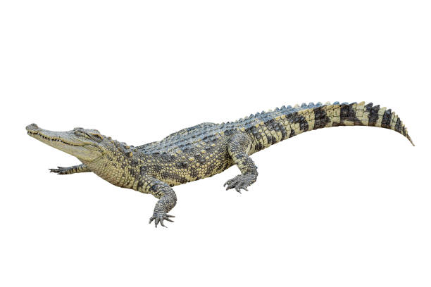 crocodilo tailandês isolado em fundo branco com caminho de recorte - crocodilo - fotografias e filmes do acervo