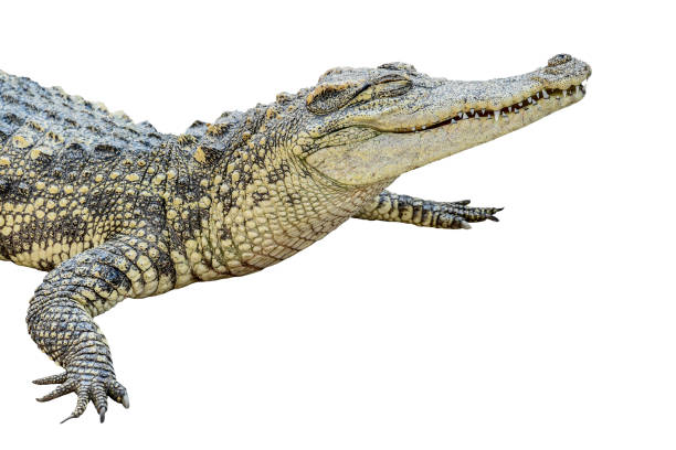 istock Thai crocodile isolated on white background with clipping path 1336842785