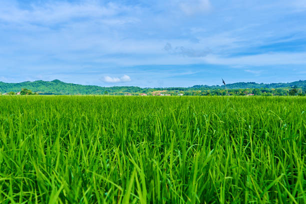 Impressive landscape green rice field with mountains in the background.