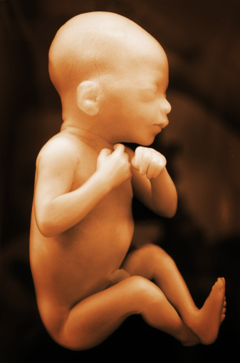 A human baby floating in the womb. Age is 7 months.