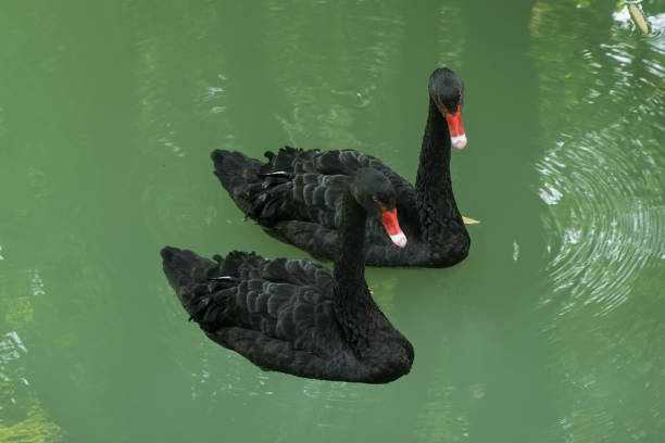 istock A black swan floats on the water 1336851569