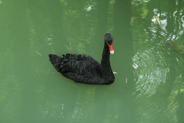 istock A black swan floats on the water 1336851581