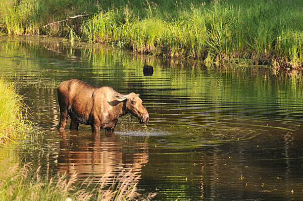 ムースで、池、アラスカ、米国 - fairbanks ストックフォトと画像