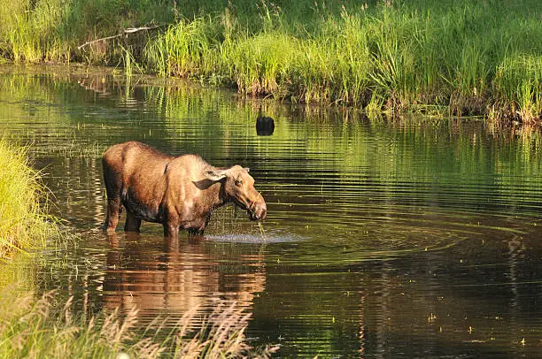 Female moose feeds in a small pond in Chena River Valley, near Fairbanks, Alaska.