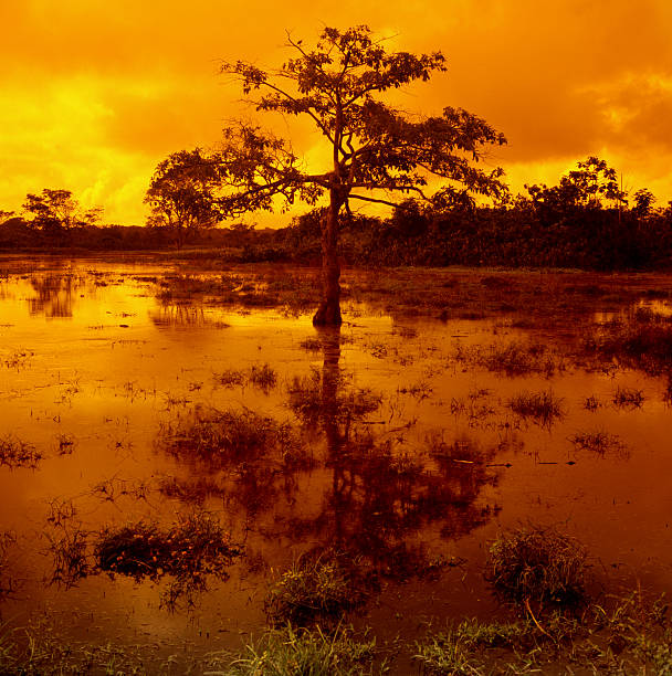 Sunset with tree Sunset with tree. delta amacuro stock pictures, royalty-free photos & images