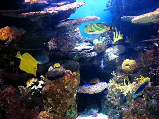 istock Colorful and vibrant aquarium life 133685527