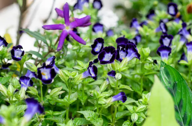 A bunch of blossomed blue wishbone or torenia flowers in the garden with selective focus