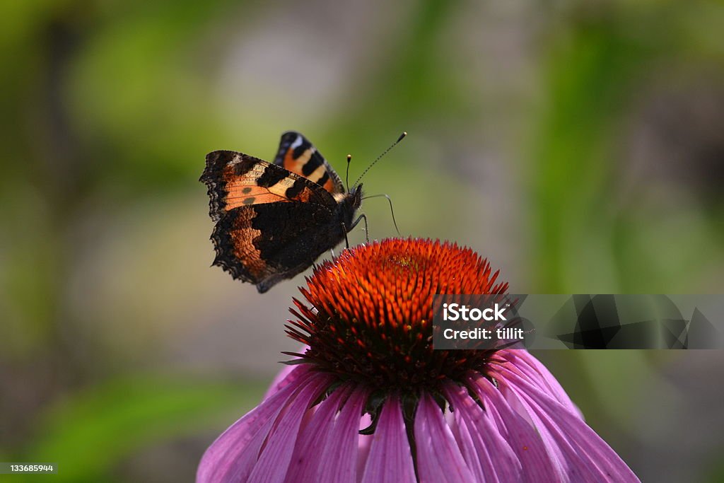 Butterfly (Nymphalis urticae) butterfly on a pink flower Flower Stock Photo