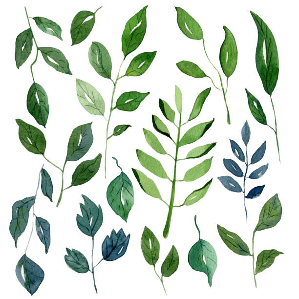 istock Leaves, greens and foliage. Backgrounds and wallpapers for invitations, cards, fabrics, packaging, textiles, posters. Watercolor floral illustration. 1336860810