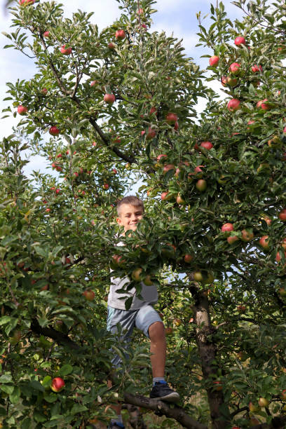 晴れた夏の日にリンゴの木に隠れてかわいい男の子 - orchard child crop little boys ストックフォトと画像