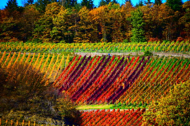 istock autumn vineyard hills at the Ahr 1336866487