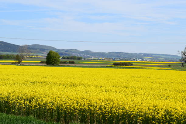 istock yellow fields all across the valley 1336866813