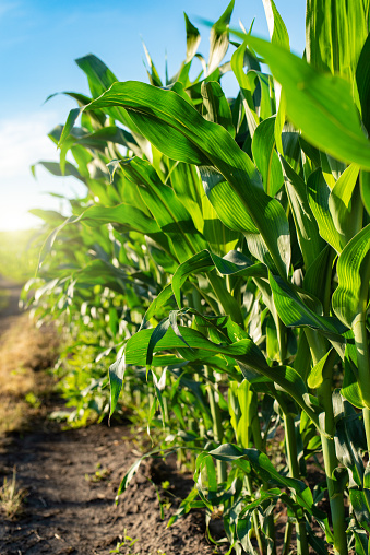 Dirt road through maize green field under blue sky in Ukraine