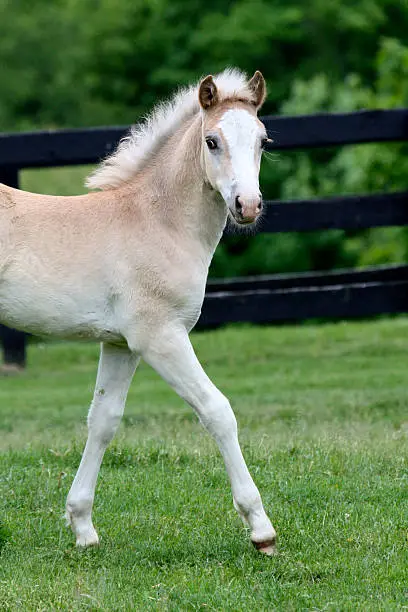 A young Haflinger Filly steps out with confidence.