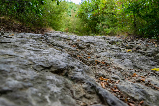 Rocky trail in the woods stock photography.