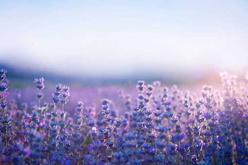 Close-up on lavender flowers at sunset with big sky as copy space.