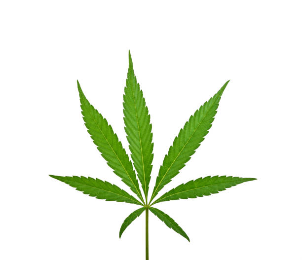 istock One fresh green cannabis leaf isolated on white 1336868383