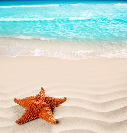 Sandy beach with seashells, blurry beach background