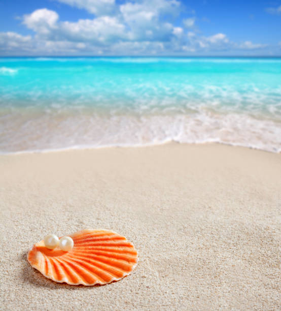 istock Caribbean pearl on shell white sand beach tropical 1336870558