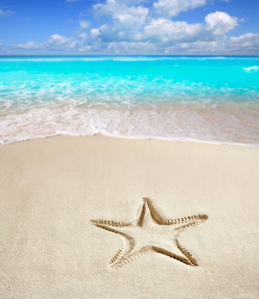 istock caribbean beach starfish print  white sand summer 1336870641