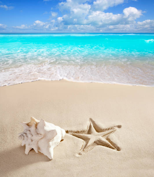 istock caribbean beach starfish print shell white sand 1336870670