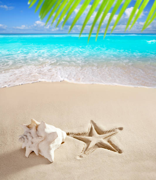 istock caribbean beach starfish print shell white sand 1336870687