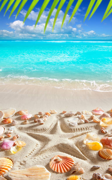 istock beach sand starfish print caribbean tropical sea 1336870726