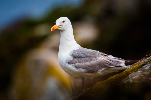 Portrait of a yellow-legged gull (Larus michahellis) with its characteristic white color and gray back, yellow beak with a red point. Defocused and dark background.