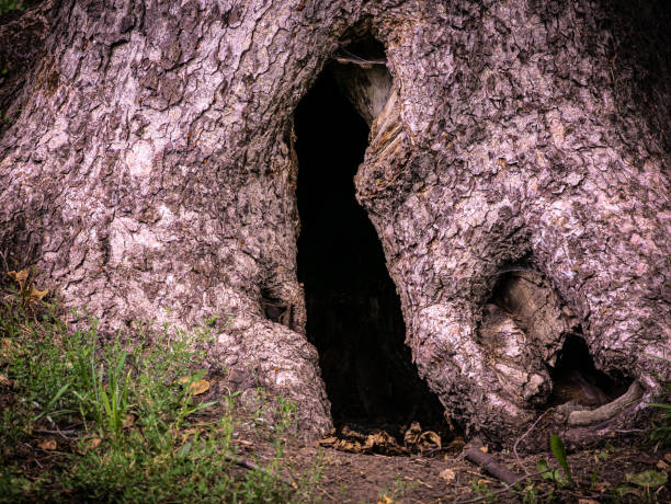 istock Hollow of a large tree at its base, close-up, dramatic, mystical style 1336872679