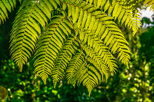 Close-up shot of fern leaves.