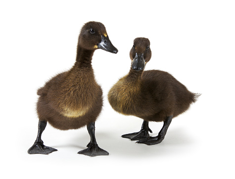 two sibling ducklings taking a wander, isolated against a pure white background