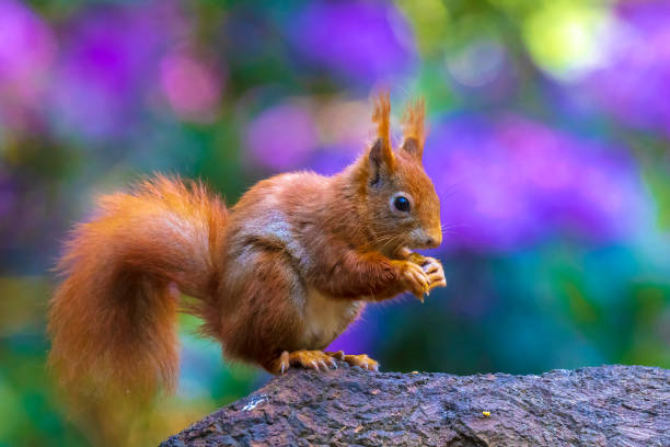 istock Closeup of a Eurasian red squirrel, Sciurus vulgaris, eating nuts in a forest. 1336874859