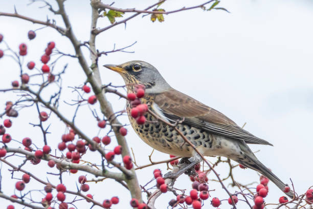 istock Fieldfare, Turdus pilaris, eating berries 1336874878