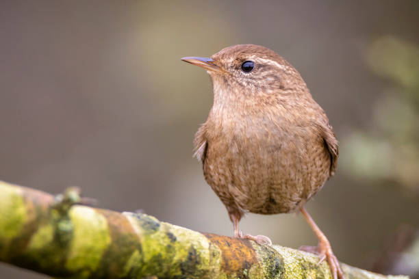 istock Eurasian Wren bird, Troglodytes troglodytes, display, singing and mating during Springtime 1336874891