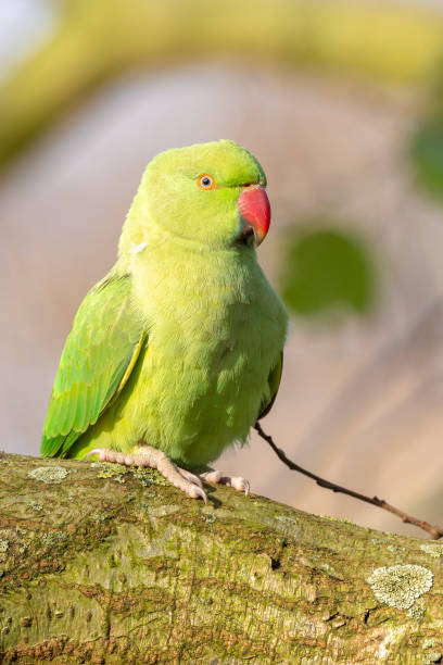 Rose-ringed parakeet, Psittacula krameri, looking out of a tree hole Rose-ringed parakeet, Psittacula krameri, also known as the ring-necked parakeet wakes up in the morning and sticks his head out of a hole in a tree. krameri stock pictures, royalty-free photos & images