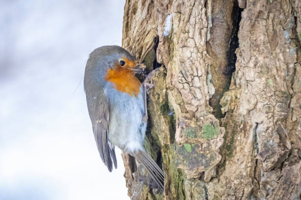 istock European robin bird Erithacus rubecula foraging in snow, cold Winter setting. 1336874901