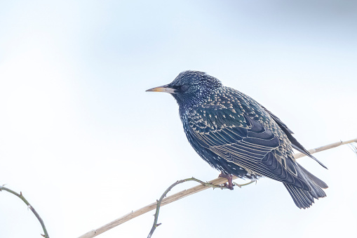 Male common starling bird Sturnus vulgaris with beautiful plumage perched at early morning sunrise.