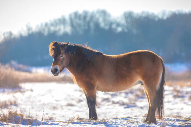 istock Exmoor pony grazing in snow, cold winter landscape. 1336874921