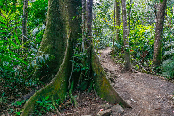 Giant rainforest tree with curving buttress root in Dorrigo National Park on rough dry walking trail; moss-covered; Gondwana, World Heritage Area; base of the tree only