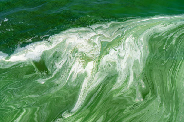 wasserverschmutzung durch blühende blaualgen am dnjepr - algae slimy green water stock-fotos und bilder