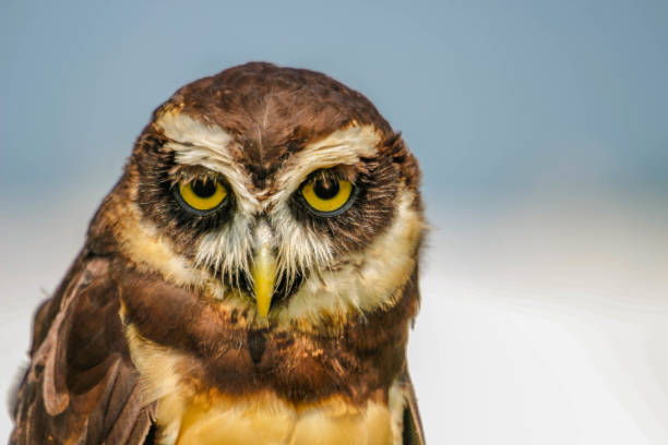 Close up Head Shot Of A Spectacled Owl, Pulsatrix Perspicillata stock photo