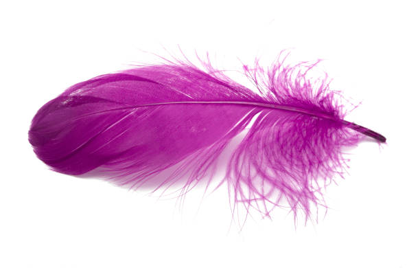 istock Fluffy bird feather violet color in studio isolated on the white 1336878076