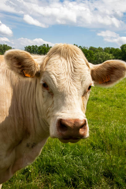 istock Charolais cow in portrait 1336878696